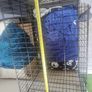 Dog cage Image 4