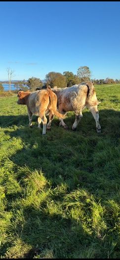 Heifers