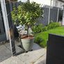 bay leaf tree Image 5
