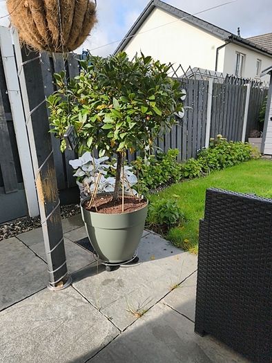 bay leaf tree