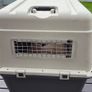 XL large dog travel box Image 3