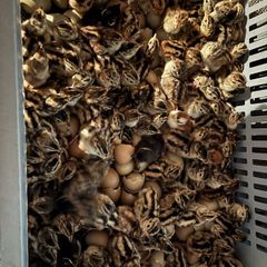 Pheasants and Patridge