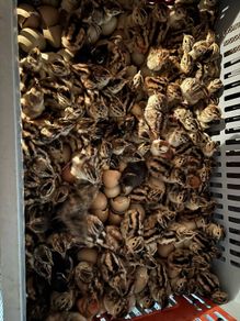 Pheasants and Patridge