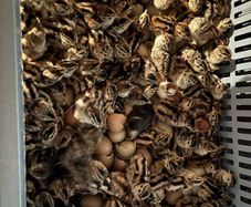 Pheasants and Patridge