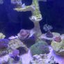 Fish Image 5