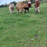 Heifers Image 3