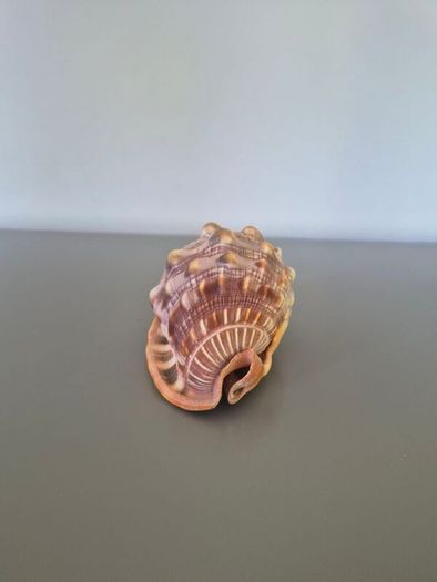 Large Shell Home decor