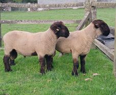 Suffolk Hoggots