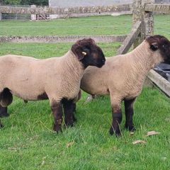 Suffolk Hoggots