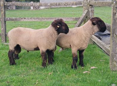 Suffolk Hoggots