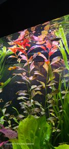 Aquarium plants