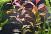 Aquarium plants