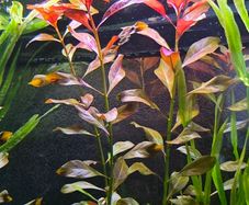 Aquarium plants