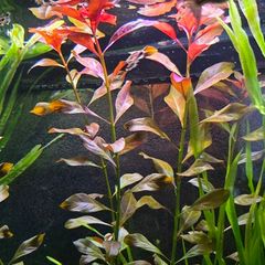 Aquarium plants