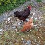 Rhode island red hatching eggs Image 3