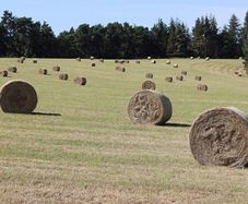 Round bales of top quality hay