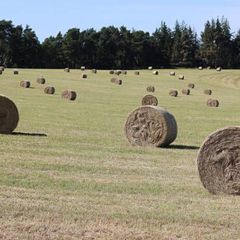 Round bales of top quality hay
