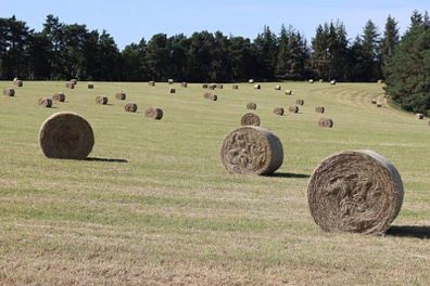 Round bales of top quality hay