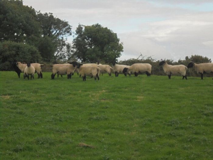 Breeding Hoggets and Sheep