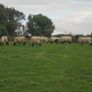 Breeding Hoggets and Sheep Image 4