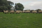 Breeding Hoggets and Sheep