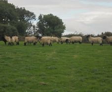 Breeding Hoggets and Sheep
