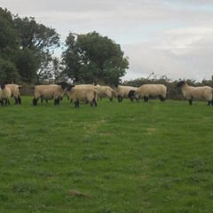 Breeding Hoggets and Sheep
