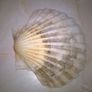 Sea Shells Image 2
