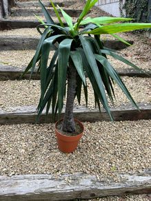 plants