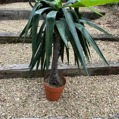 plants