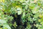 Sessile Oak Trees