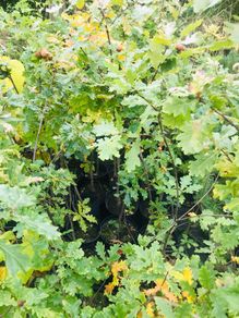 Sessile Oak Trees