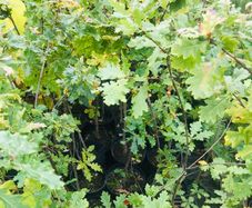 Sessile Oak Trees
