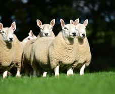North Country Cheviot Rams