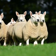 North Country Cheviot Rams