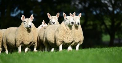 North Country Cheviot Rams