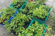 Horse chestnut tree seedlings