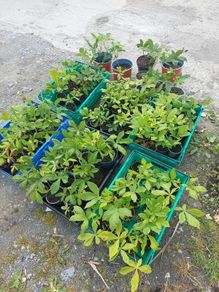 Horse chestnut tree seedlings