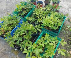 Horse chestnut tree seedlings