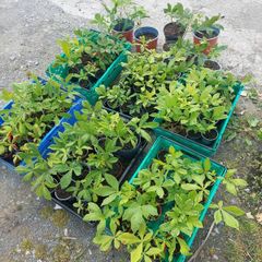 Horse chestnut tree seedlings