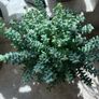 Sedum burrito succulent Image 4