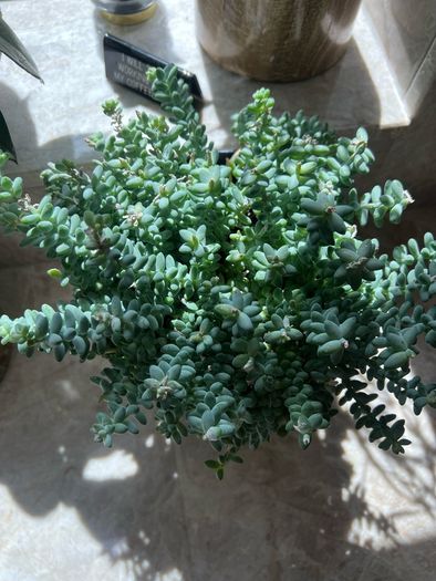 Sedum burrito succulent