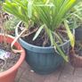 Agapanthus Image 4
