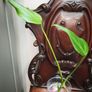 Monstera Burle Marx Flame rooting Image 6