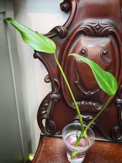 Monstera Burle Marx Flame rooting