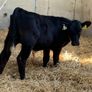 Aberdeen Angus Bulls Image 4