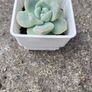 plant Image 2