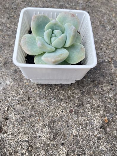 plant