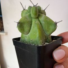 Myrtillocactus geometrizans fukurokuryuzinboku "boobie cactus"