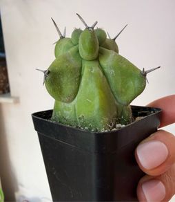 Myrtillocactus geometrizans fukurokuryuzinboku "boobie cactus"